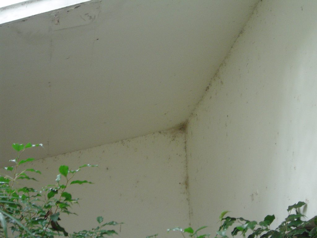 Exterior House Washing Bug Removal Largo Florida Before